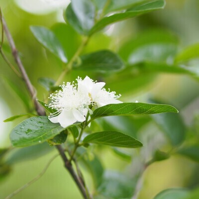 Psidium guajava