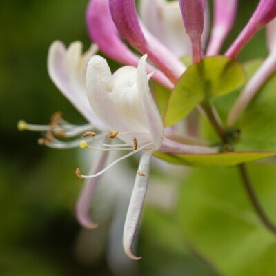 Lonicera etrusca