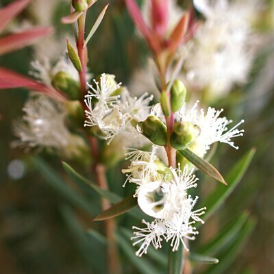 Melaleuca alternifolia