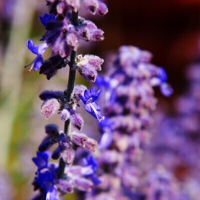Salvia yangii - (Perovskia atriplicifolia 'Blue Spire')