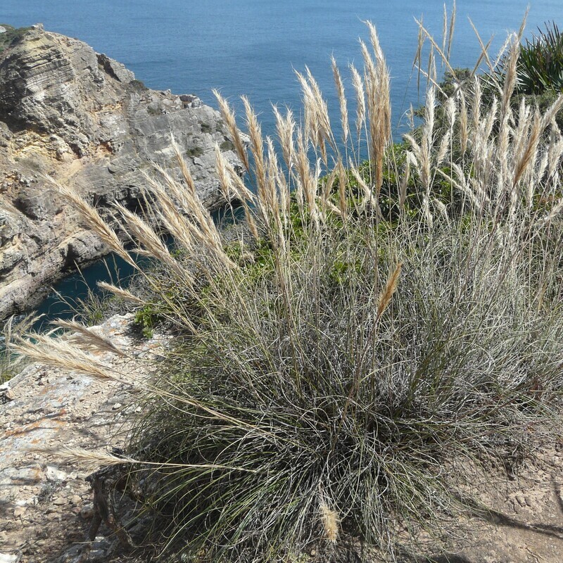 Stipa tenacissima