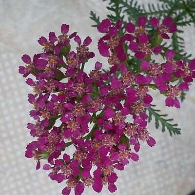 Achillea millefolium ‘Cassis”