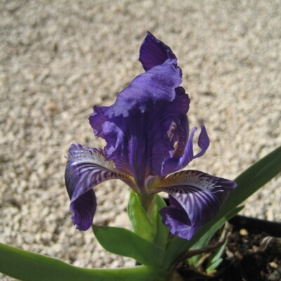 Iris lutescens (Azul)
