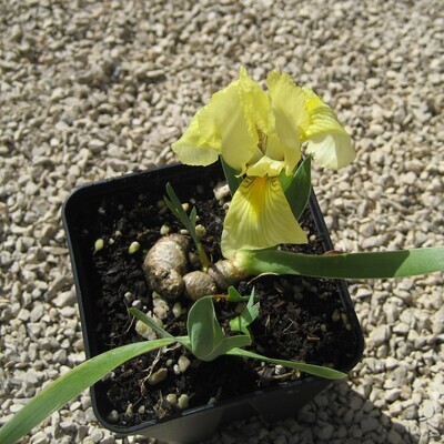 Iris lutescens (Yellow)