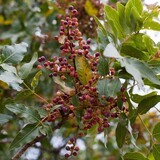 Pistacia atlantica