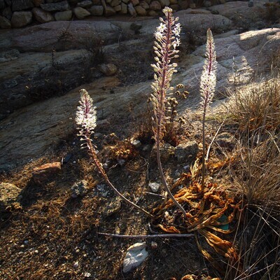 Drimia maritima