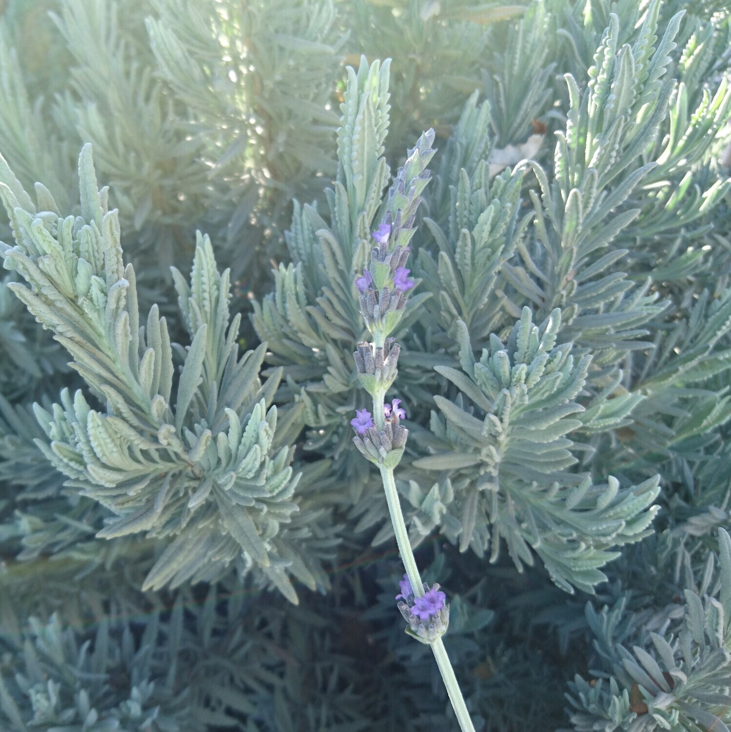 Lavandula x heterophylla