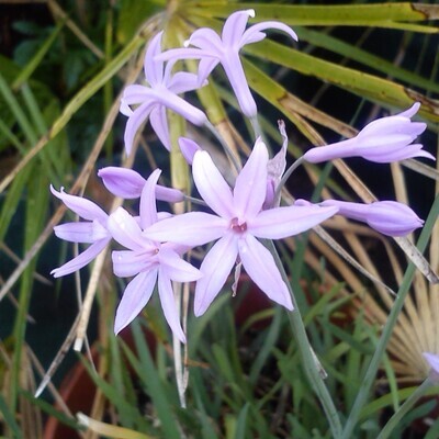 Tulbaghia violacea