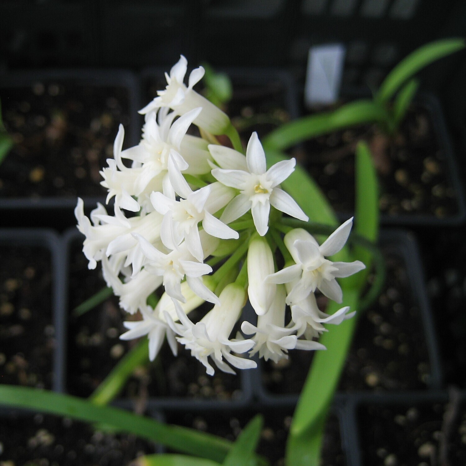 Tulbaghia simmleri