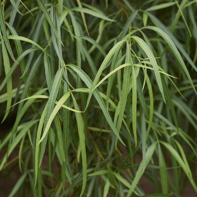 Searsia lancea (Rhus lancea)