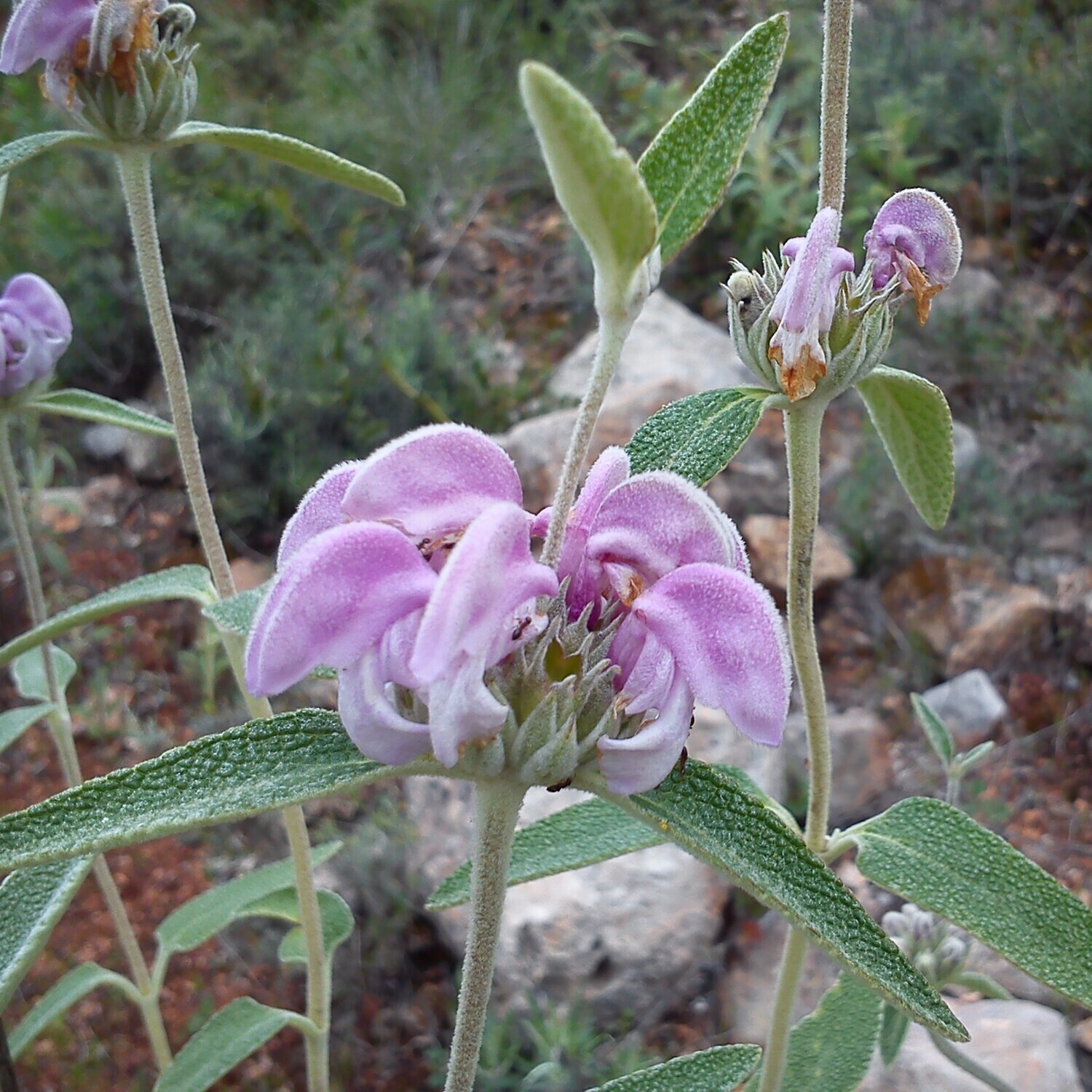 Phlomis purpurea