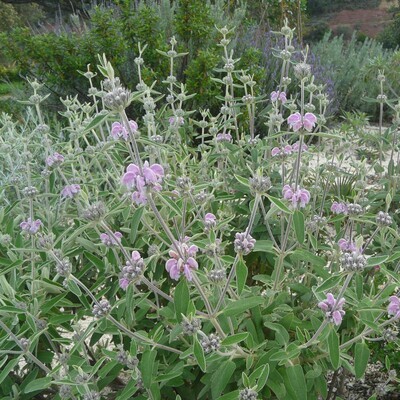 Phlomis purpurea