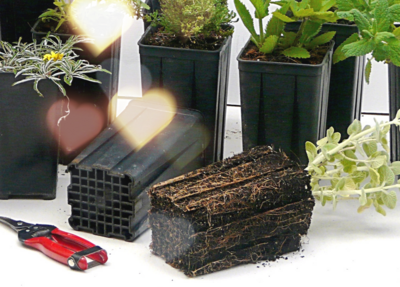 Give a gift of plants Give a gift of plants