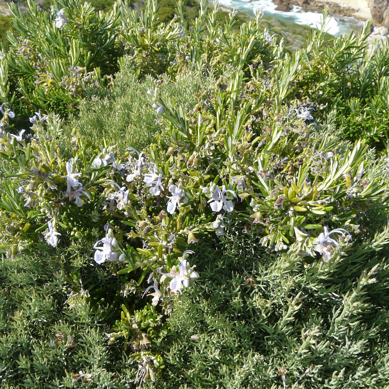 Salvia rosmarinus officinalis (Cape St. Vincent)