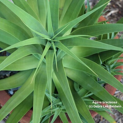 agave victoriae-reginae blte *RETAIL
