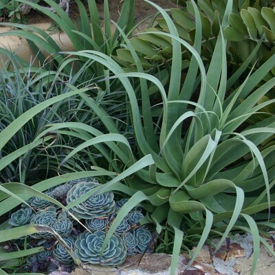 Agave bracteosa