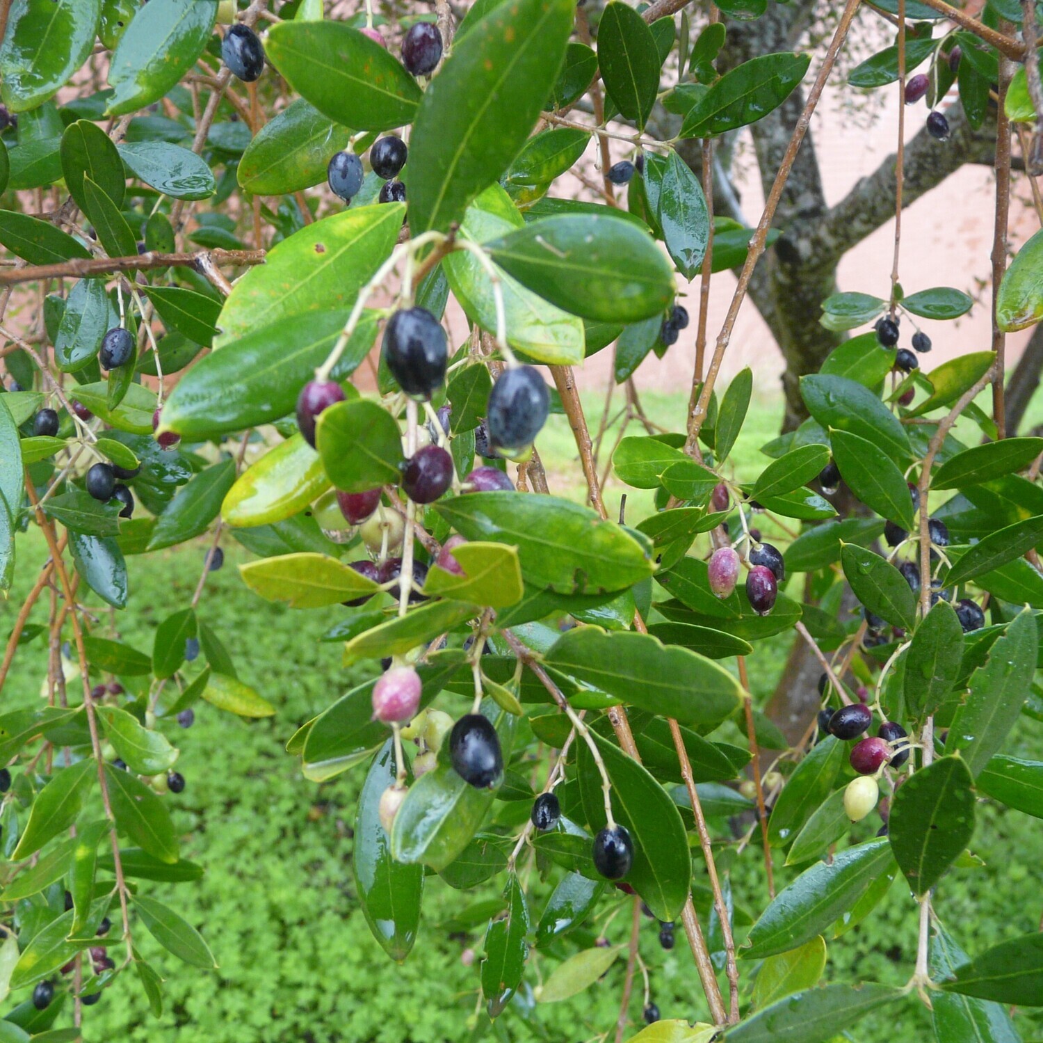 Phillyrea latifolia