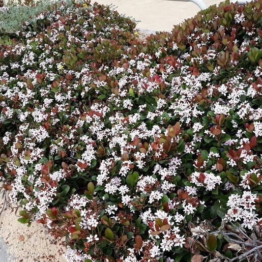 Rhaphiolepis umbellata &#39;Minor&#39;