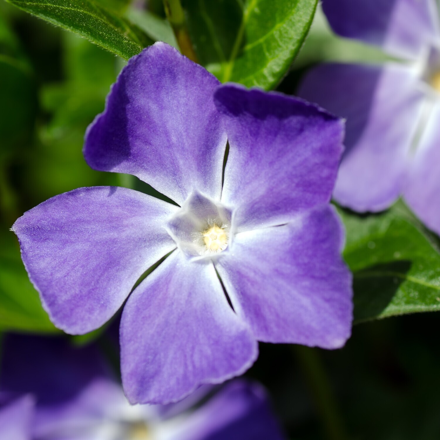 Vinca major