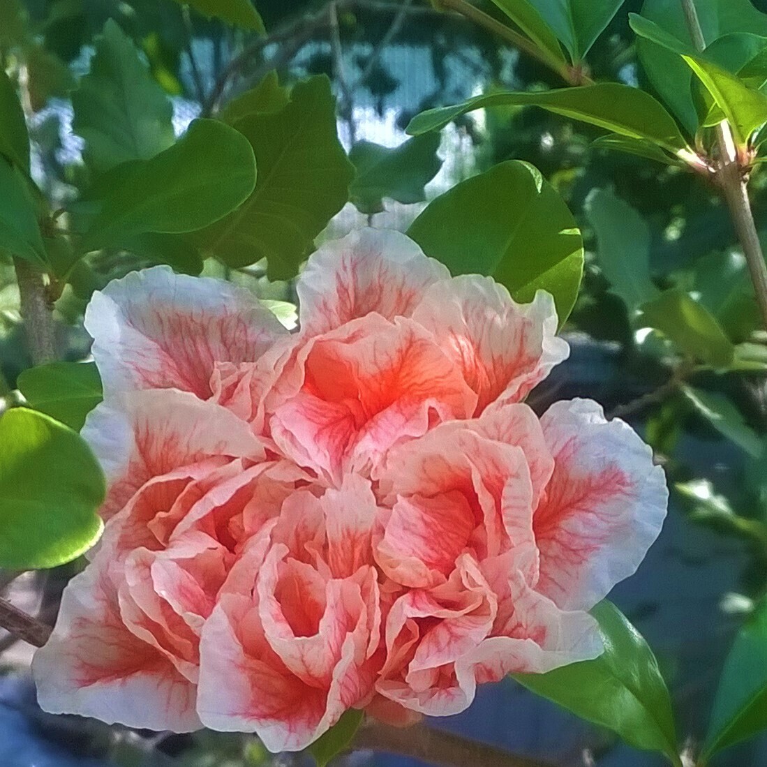 Punica granatum &#39;Madame Legrelle&#39;