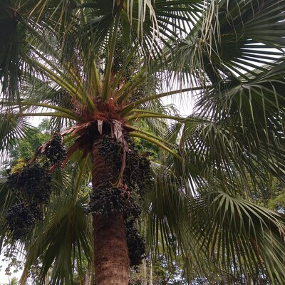 Livistona chinensis