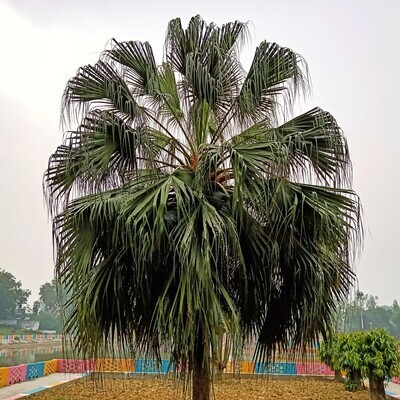 Livistona chinensis