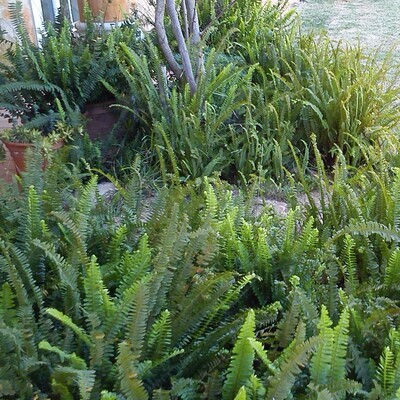 Nephrolepis cordifolia (Southern Sword Fern)