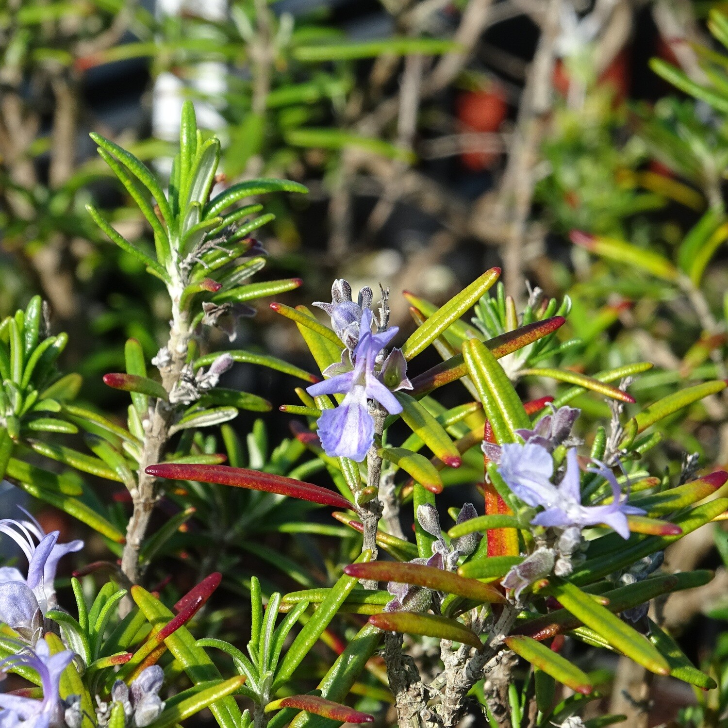 Salvia rosmarinus &#39;Tuscan Blue&#39;