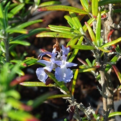Salvia rosmarinus 'Tuscan Blue'
