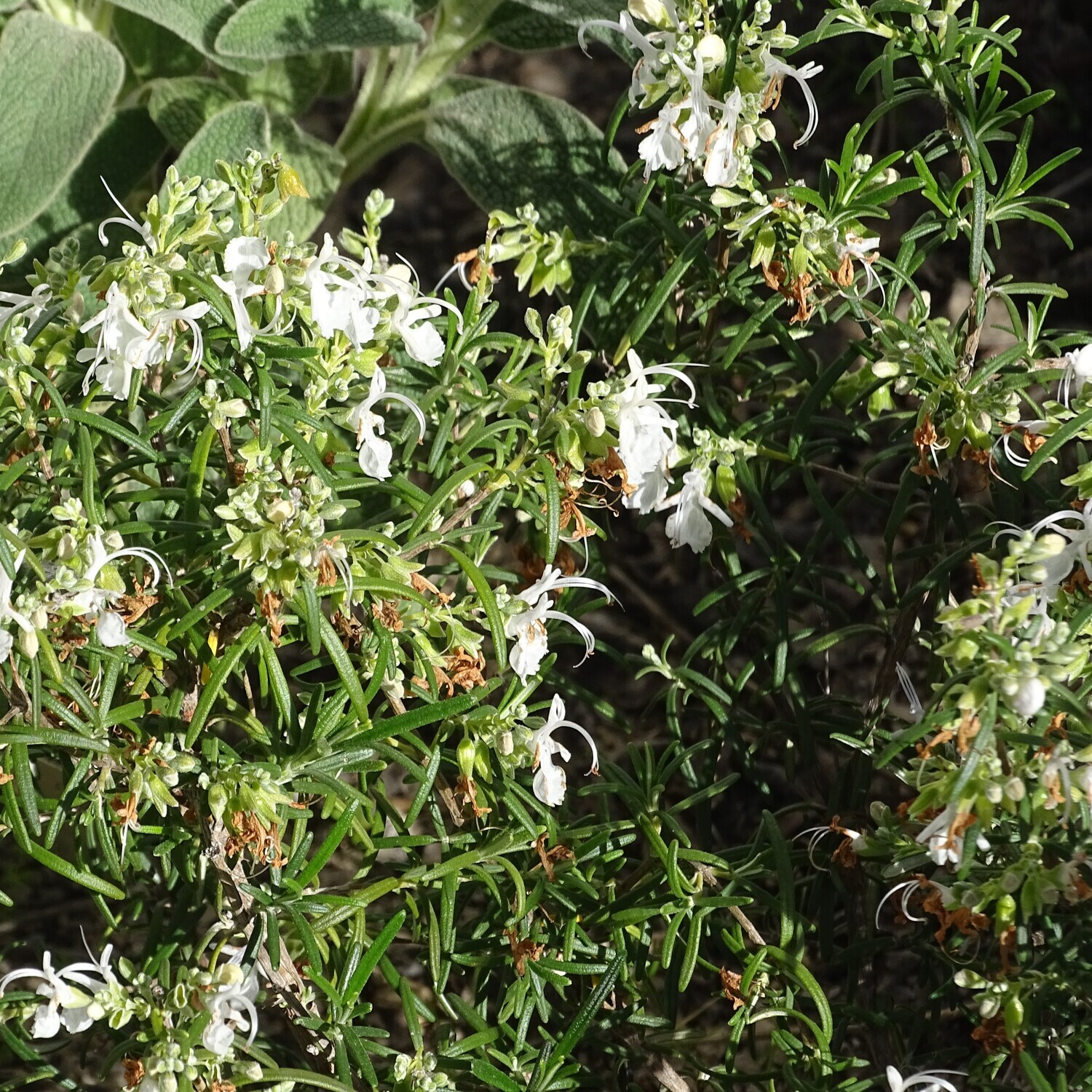 Salvia rosmarinus f. albiflorus