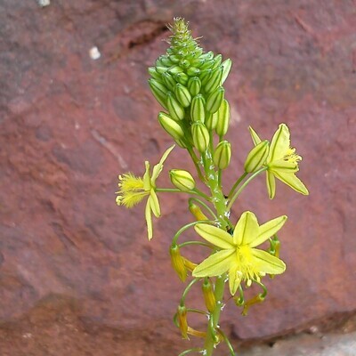 Bulbine frutescens