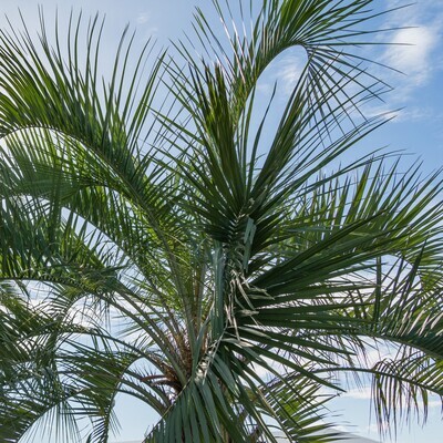 Palm Trees