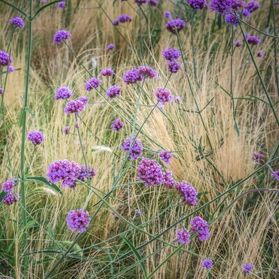 Verbena bonariensis