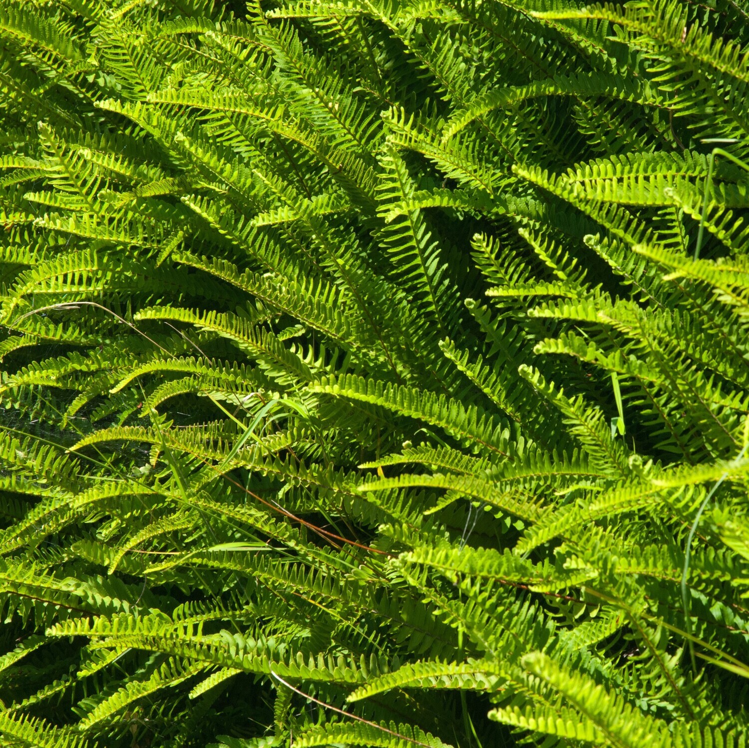 Nephrolepis cordifolia (Southern Sword Fern)