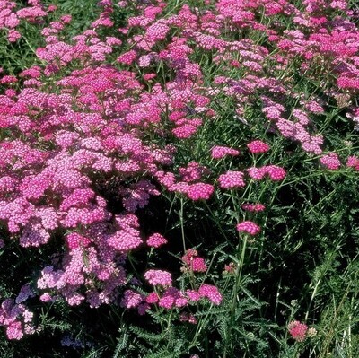 Achillea millefolium ‘Cassis”