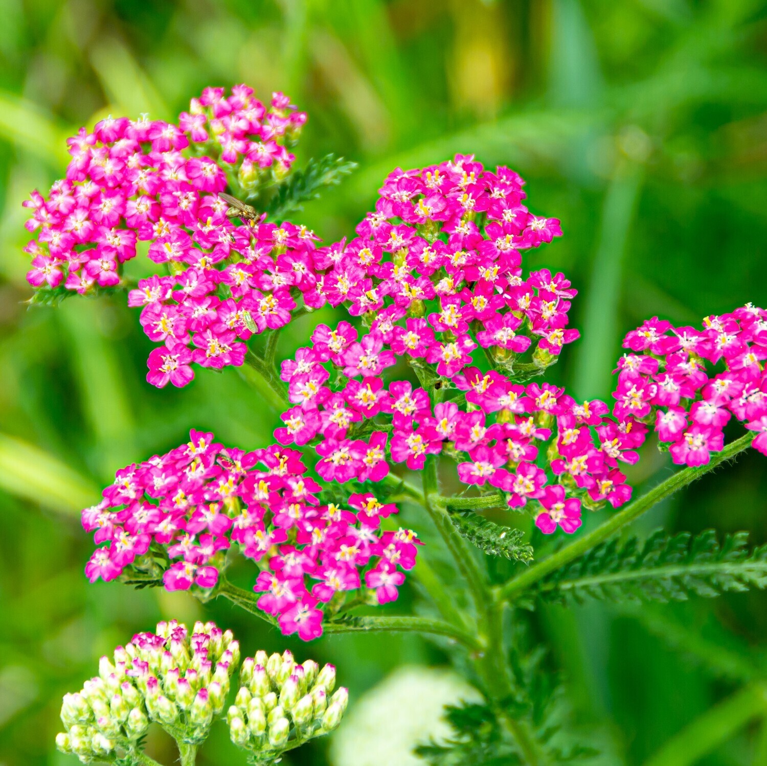 Achillea millefolium ‘Cassis”