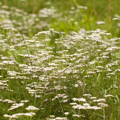 Achillea millefolium