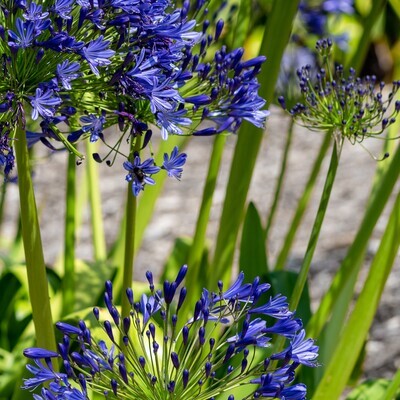 Agapanthus africanus (A. umbellatus - Blue)
