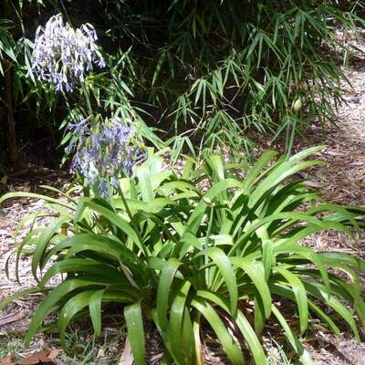 Agapanthus inapertus