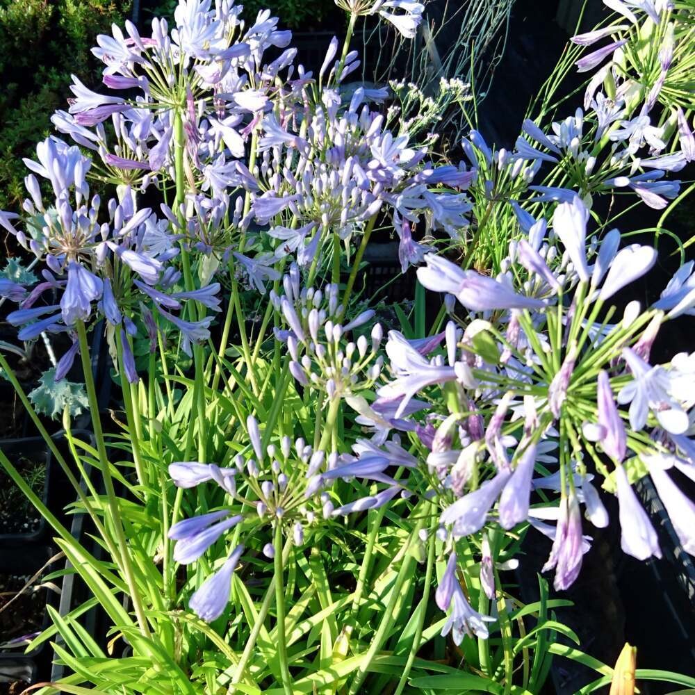 Agapanthus praecox ‘Peter Pan’
