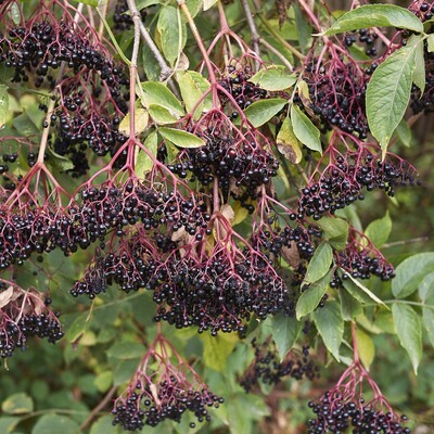Sambucus nigra