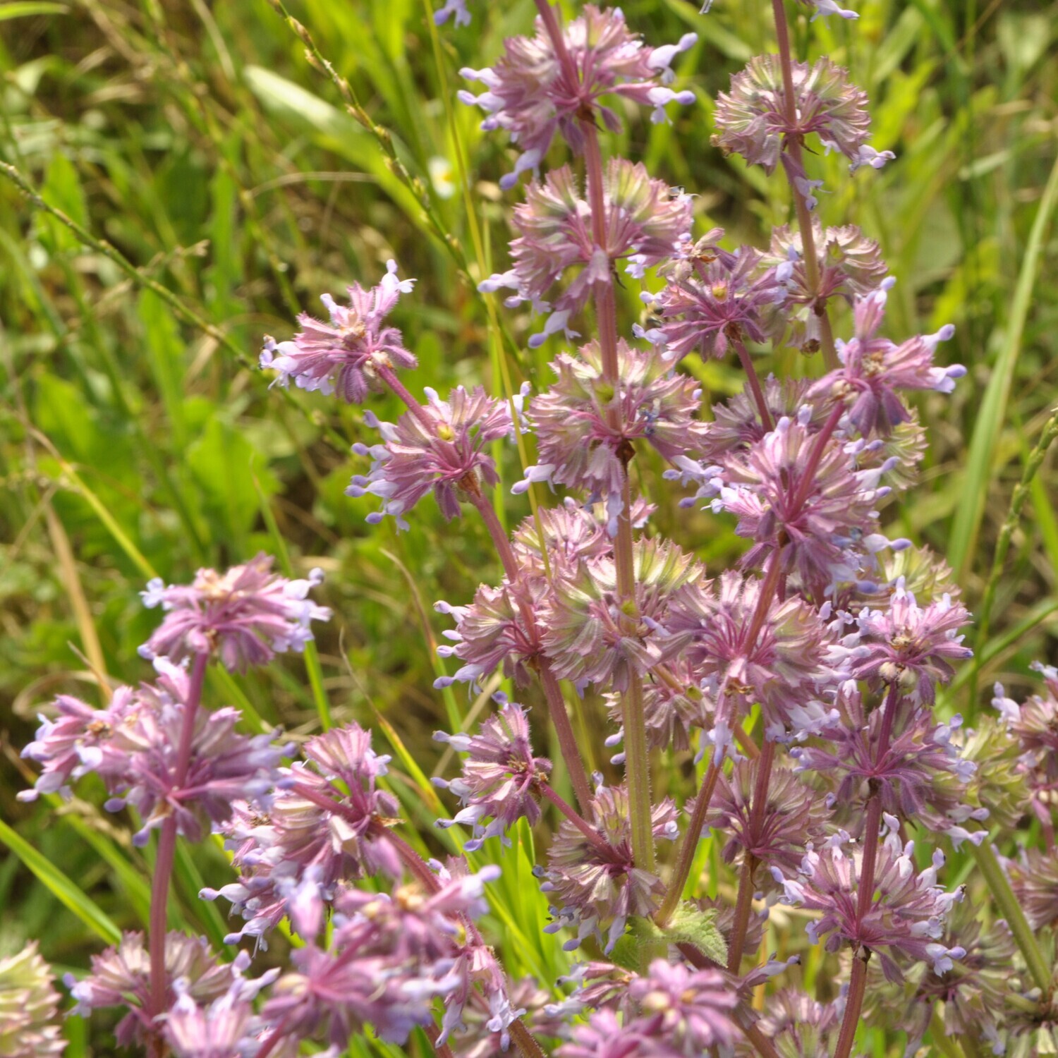 Salvia verticillata 'Endless Love'