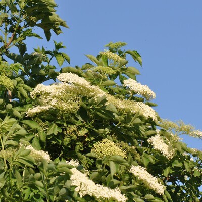 Sambucus nigra