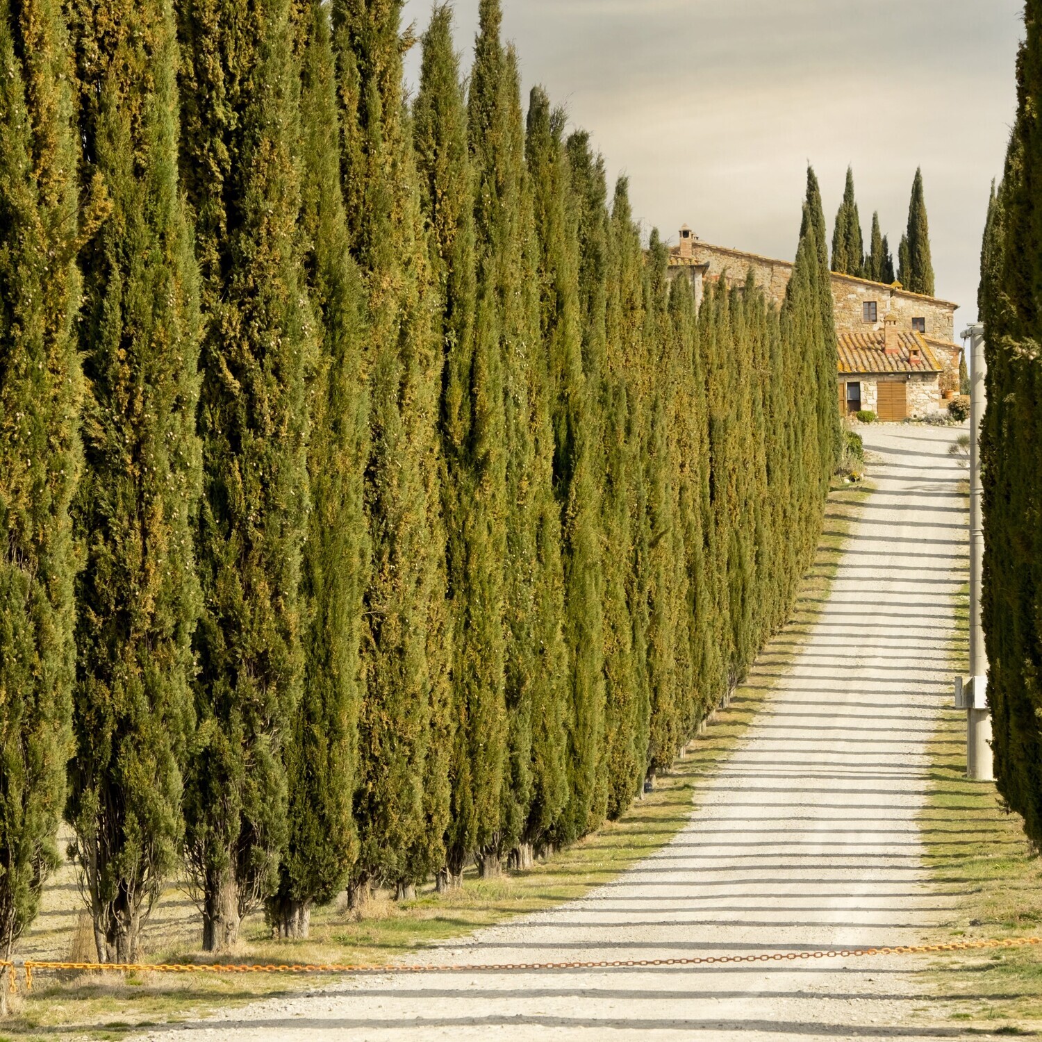 Cupressus sempervirens ‘Totem’