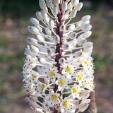 Drimia maritima