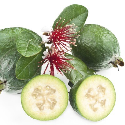 Acca sellowiana
