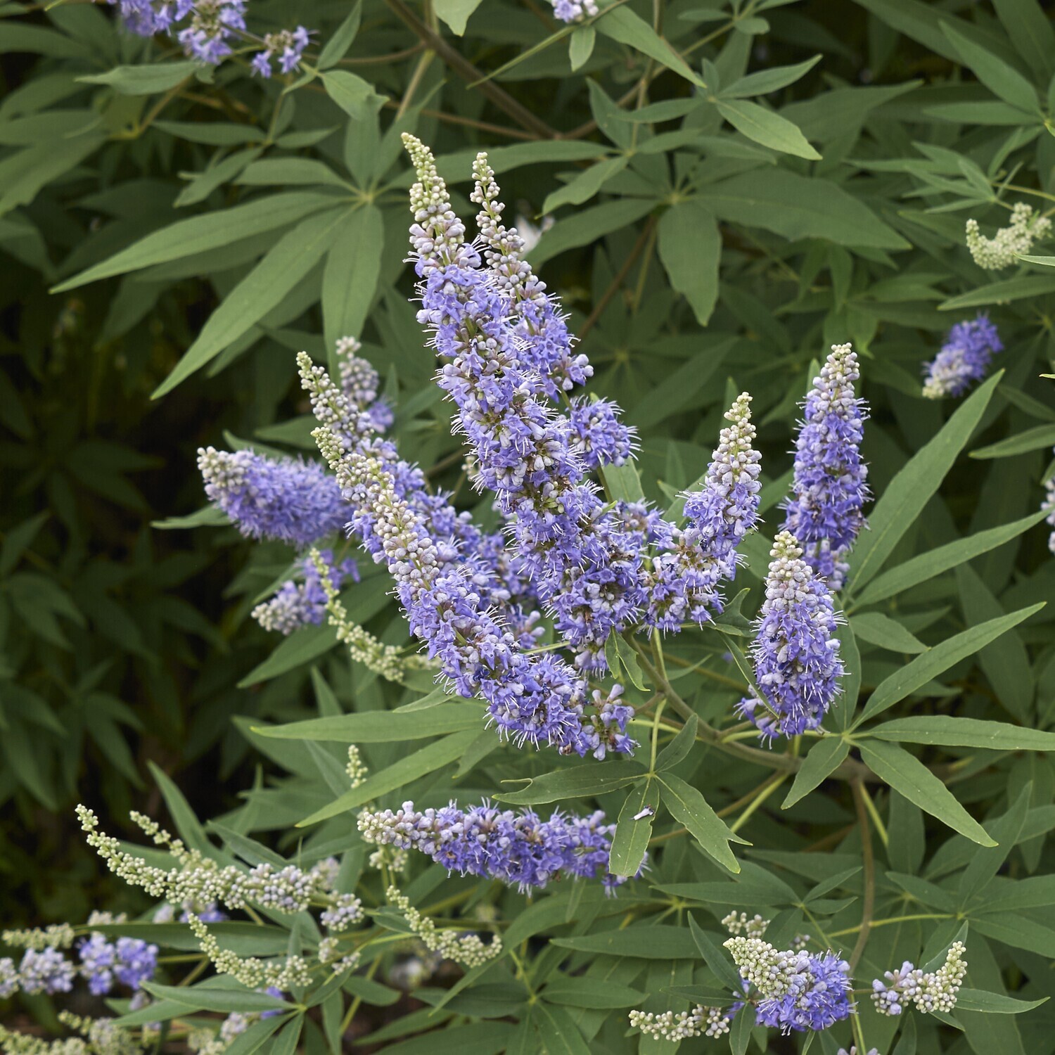 Vitex agnus-castus purpurea