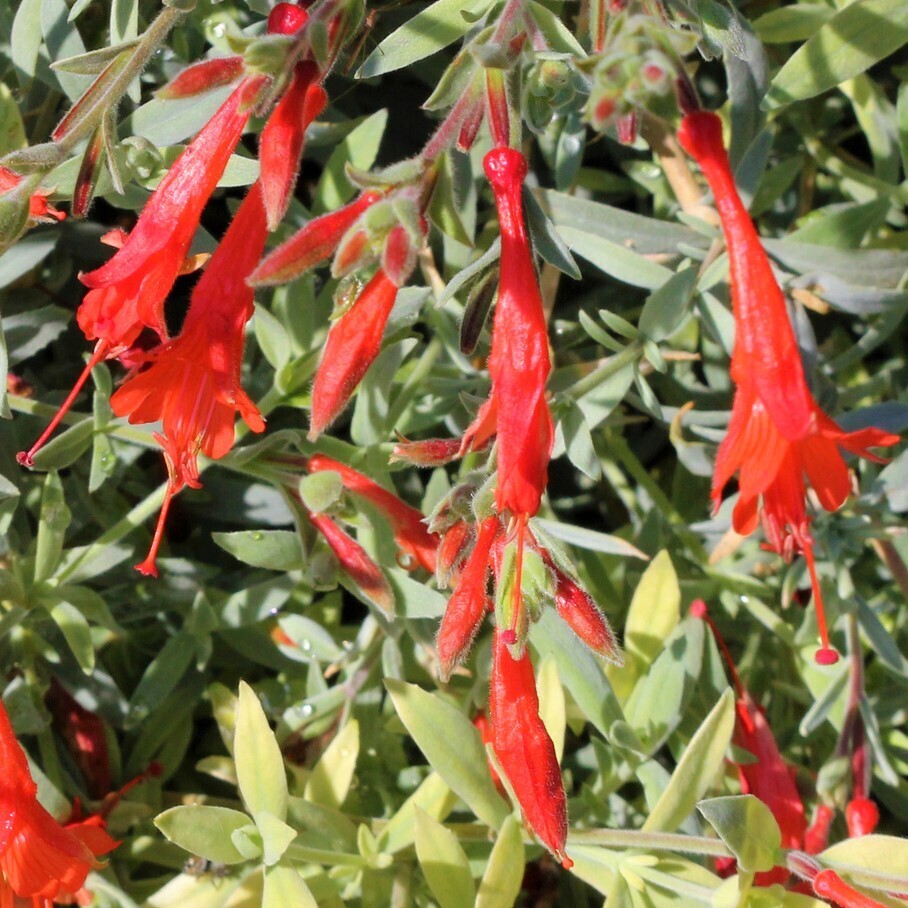 Epilobium canum