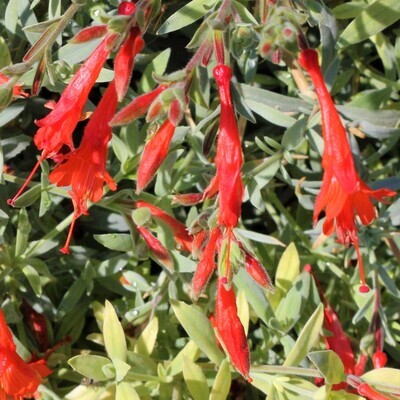 Epilobium canum