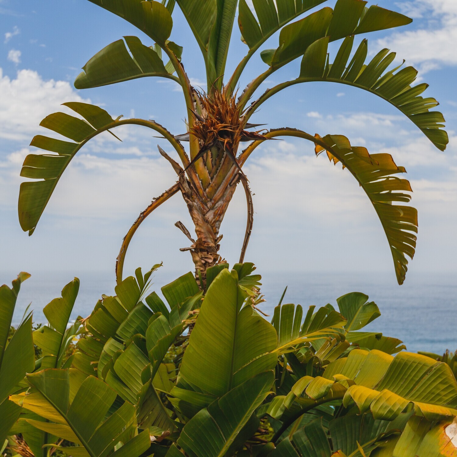 Strelitzia nicolai